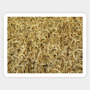 Wheatfield Sticker